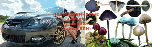 прущие грибы Карталы